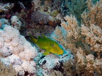 Goldsaddle Goatfish